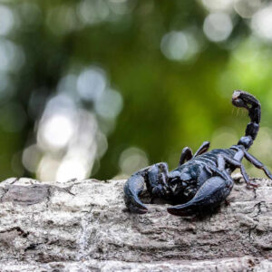 Scorpion Dream Meaning: What Does It Mean To Dream About Scorpion?