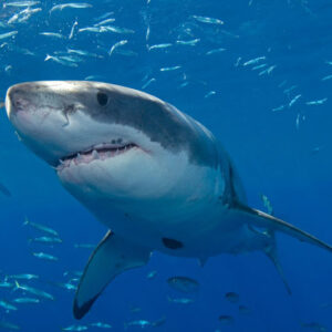 Shark Dream Meaning: What Does It Mean To Dream About Sharks?