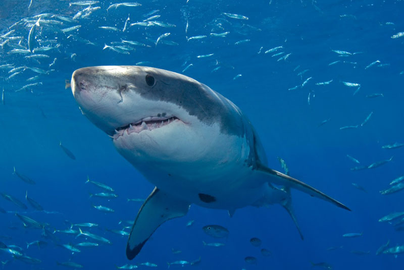 Shark Dream Meaning: What Does It Mean To Dream About Sharks?