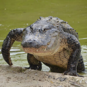 Spiritual Meaning of Alligators in Dreams: Unlocking the Secrets of Your Subconscious