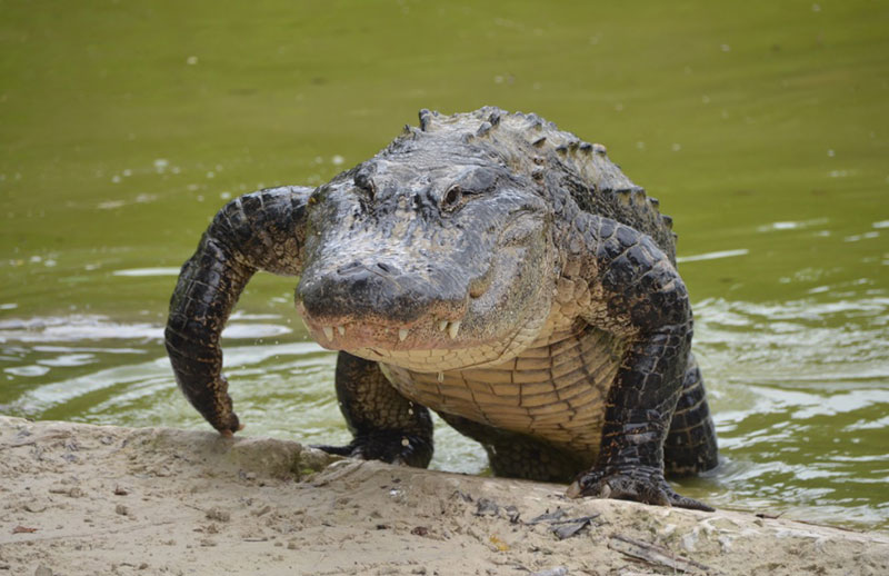 Spiritual Meaning of Alligators in Dreams: Unlocking the Secrets of Your Subconscious