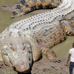 The Spiritual Meaning of Crocodile in Dreams: Decoding the Secrets