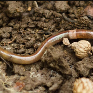 Spiritual Meaning of Dreaming About Worms: Understanding the Message