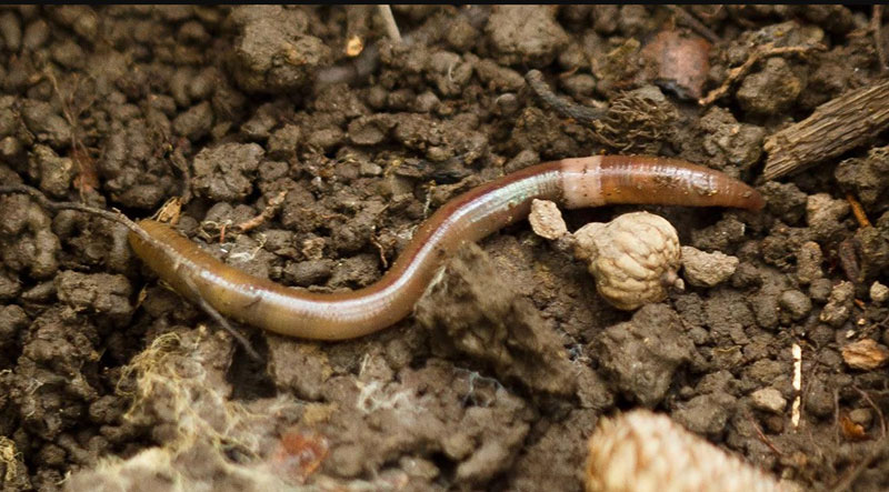 Spiritual Meaning of Dreaming About Worms: Understanding the Message
