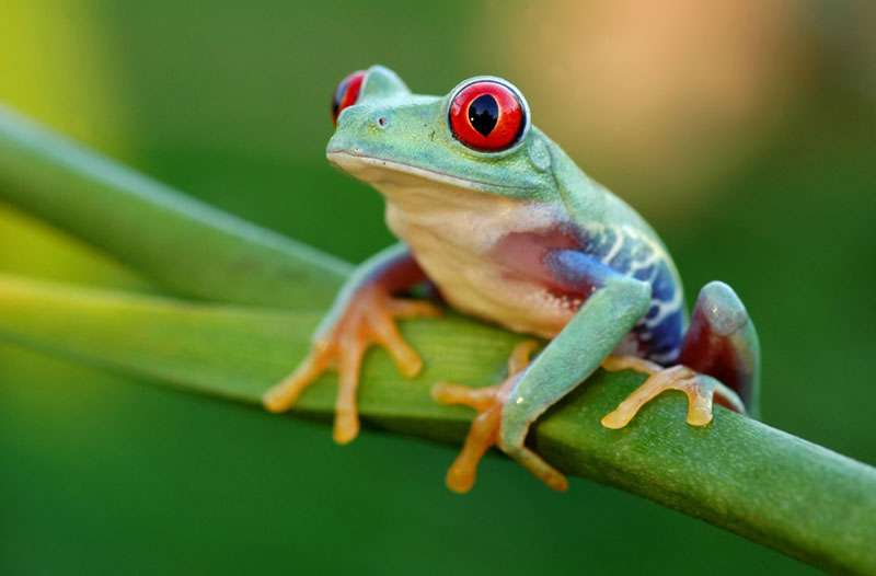 The Spiritual Meaning of Frog in a Dream: A Guide to Interpretation