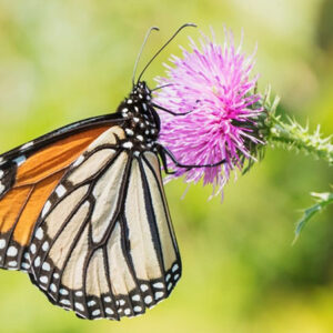 Spiritual Meaning of Insects in Dreams: What Do They Represent?