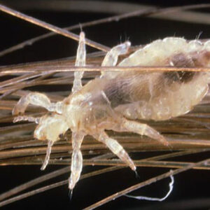 Spiritual Meaning of Lice in a Dream: Decoding the Hidden Messages