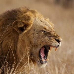 Spiritual Meaning of Lions in Dreams: Unveiling the Symbolic Significance