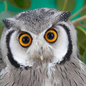 The Spiritual Meaning of Owls in Dreams: Unlocking the Wisdom of the Night