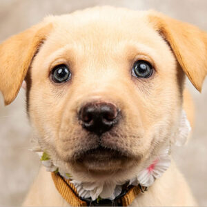 The Spiritual Meaning of Puppies in Dreams: A Guide to Understanding Your Subconscious Mind