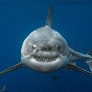 The Spiritual Meaning of Shark in Dream: A Deep Dive into Your Subconscious