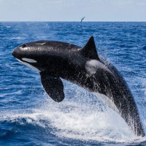 Whale Dream Meaning: Understanding the Symbolism of Dreams about Whales