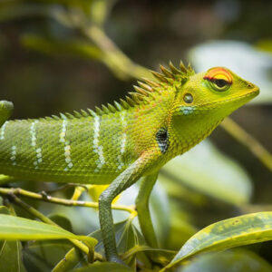 What Do Lizards Mean in Dreams: Understanding the Symbolism and Meaning