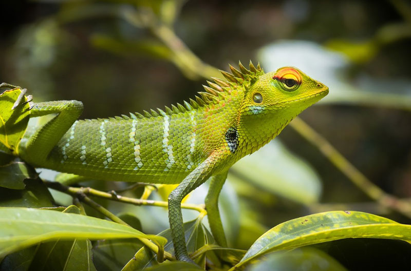 What Do Lizards Mean in Dreams: Understanding the Symbolism and Meaning