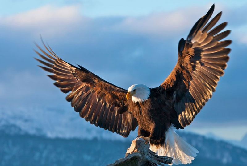 Dreaming of an Eagle Spiritual Meaning: Unlocking the Mysteries of the Sky