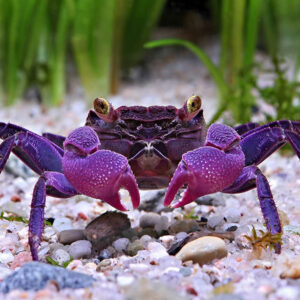 Spiritual Meaning of a Crab in a Dream: What Your Dream is Telling You