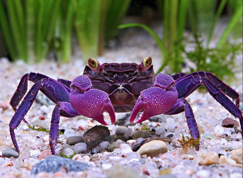 Spiritual Meaning of a Crab in a Dream: What Your Dream is Telling You