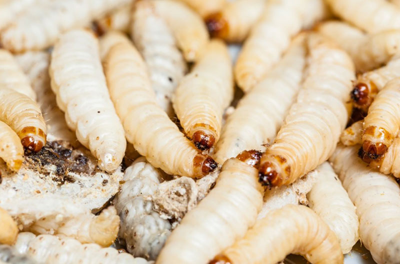 The Spiritual Meaning of Maggots in Dreams: Unveiling the Messages From Within