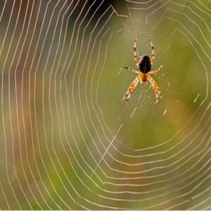 Spiritual Meaning of Spider Web in Dreams: Unraveling the Mysteries