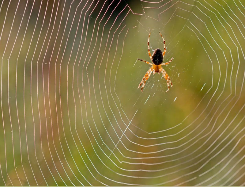 Spiritual Meaning of Spider Web in Dreams: Unraveling the Mysteries