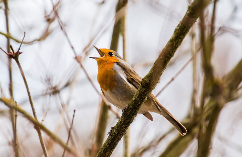 What Does It Mean When a Bird Visits You Spiritually?