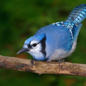 What Does It Mean When a Blue Jay Visits You? Understanding the Significance of a Blue Jay Visit