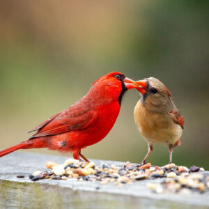 What Does It Mean When A Cardinal Visits You: Everything You Need to Know