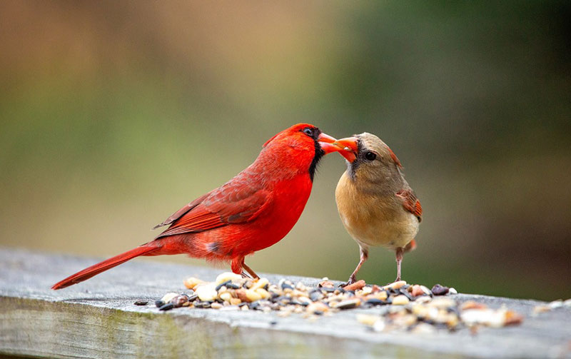 What Does It Mean When A Cardinal Visits You: Everything You Need to Know