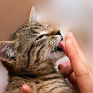 What Does It Mean When a Cat Licks You? Understanding Why Cats Lick