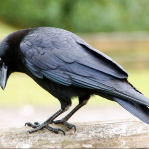 What Does It Mean When a Crow Visits You? Decoding the Message