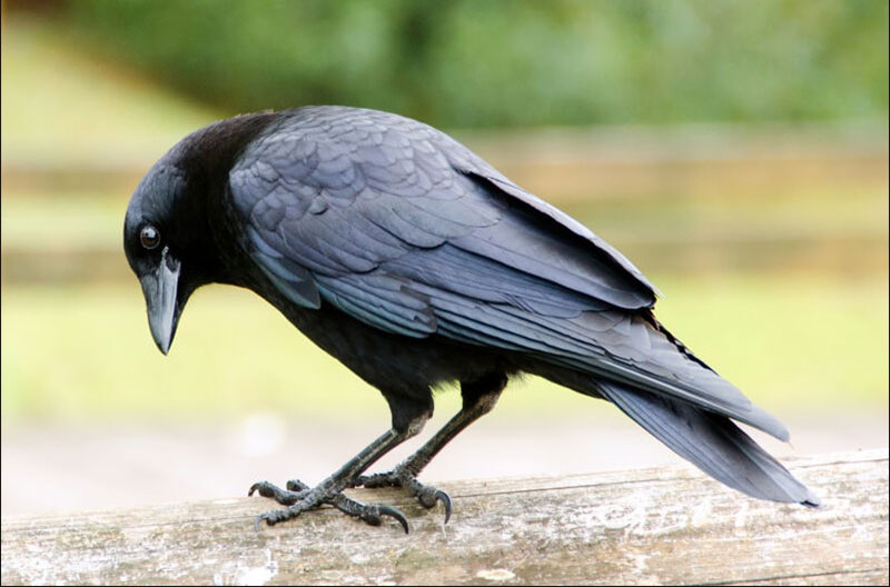 What Does It Mean When a Crow Visits You? Decoding the Message