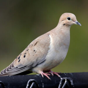 What Does It Mean When a Dove Visits You?