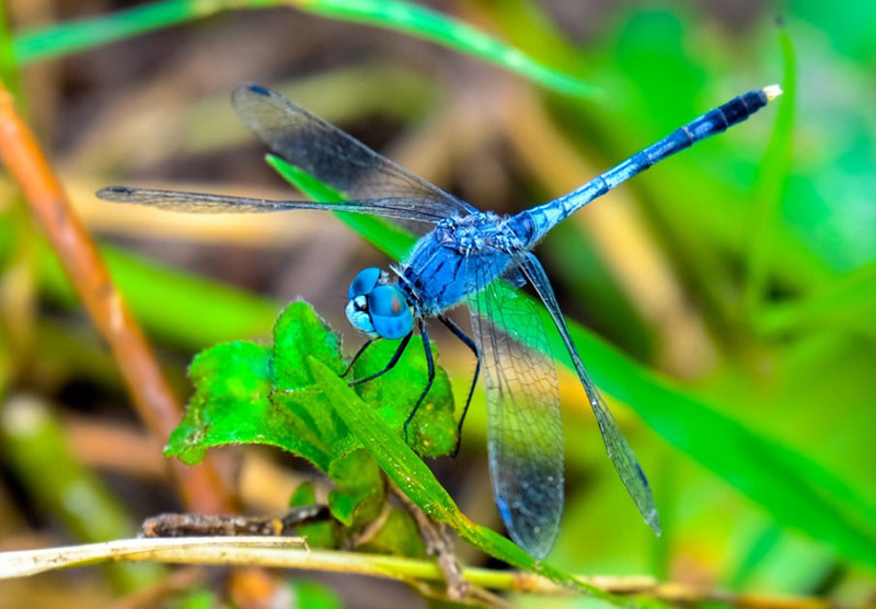 What Does It Mean When A Dragonfly Visits You? Understanding the Spiritual Meaning of Dragonflies