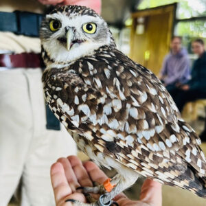 What Does It Mean When a Hawk Visits You? What Does It Signify?