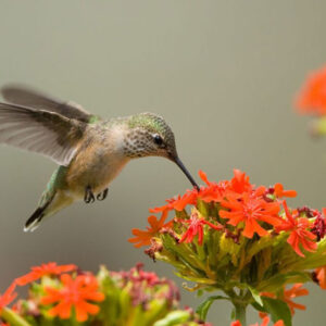 What Does it Mean When a Hummingbird Visits You? What Does It Signify?