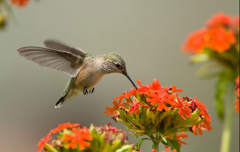 What Does it Mean When a Hummingbird Visits You? What Does It Signify?