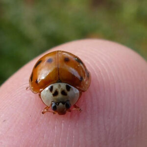 What Does It Mean When a Ladybug Lands on You? What is the Significance?
