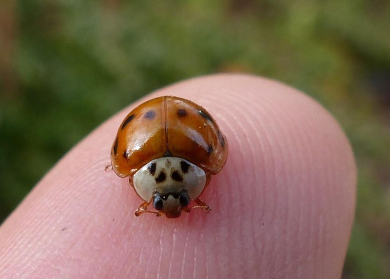 What Does It Mean When a Ladybug Lands on You? What is the Significance?