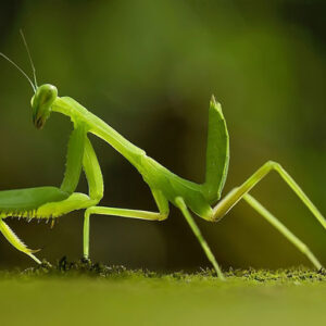 What Does It Mean When a Praying Mantis Visits You? What Does It Signify?