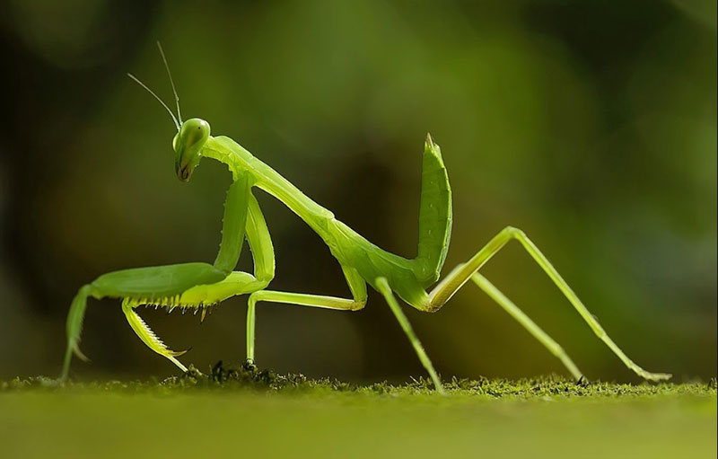 What Does It Mean When a Praying Mantis Visits You? What Does It Signify?