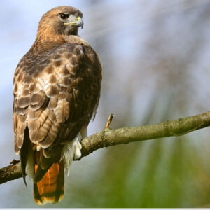What Does It Mean When A Red-Tailed Hawk Visits You? Decoding the Message