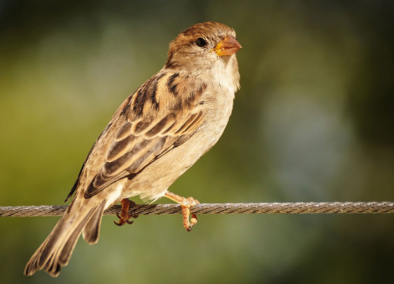 What Does It Mean When a Sparrow Visits You? Is it Good Luck?