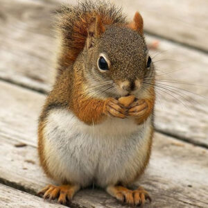 What Does It Mean When A Squirrel Visits You? What Does It Signify?