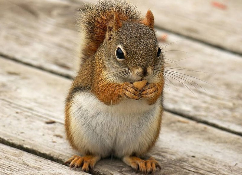 What Does It Mean When A Squirrel Visits You? What Does It Signify?