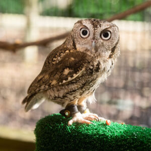 What Does It Mean When an Owl Visits You? What Does It Signify?