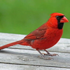 What Does It Mean When You See A Red Bird? Decoding the Message