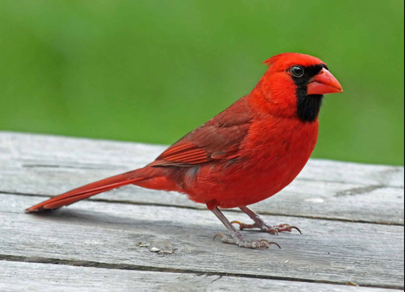 What Does It Mean When You See A Red Bird? Decoding the Message