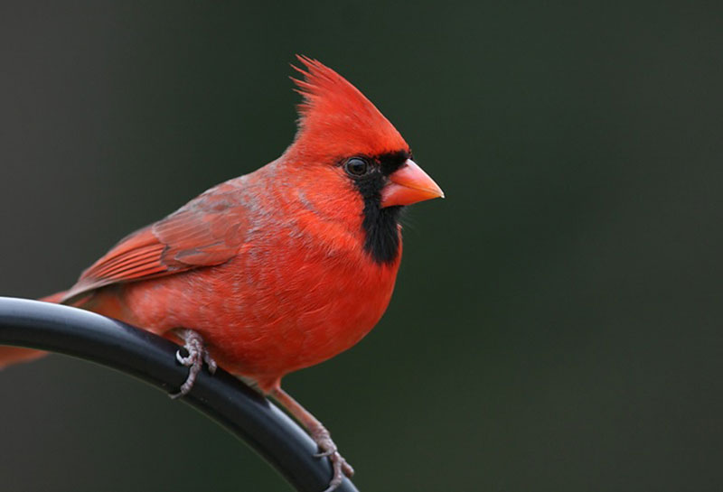 What Does It Mean When You See A Red Cardinal? Is it Good Luck?
