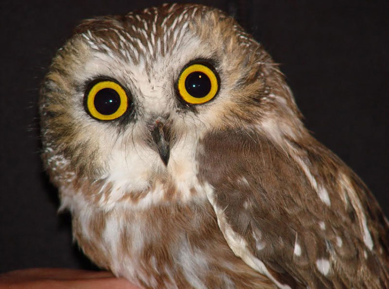 What Does It Mean When You See An Owl 2-3 Times?