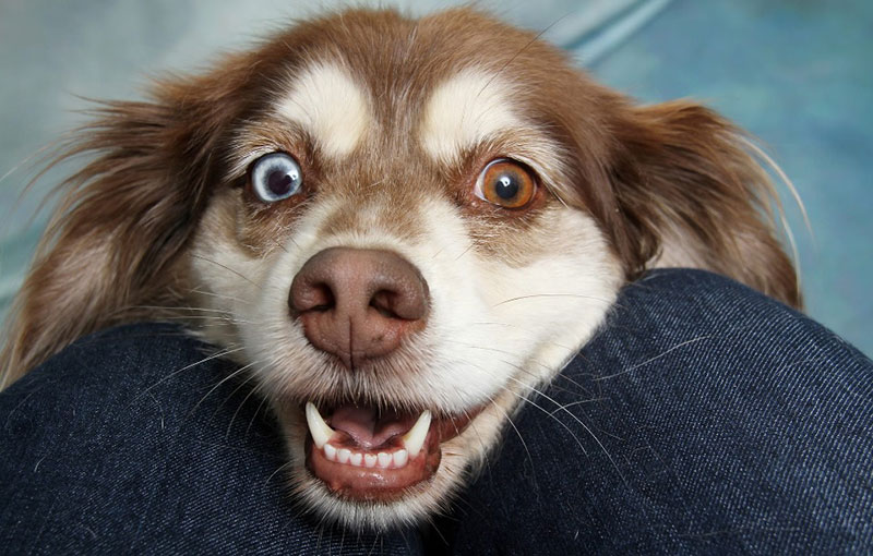 What Does It Mean When Your Dog Stares At You? 8 Reasons Explained